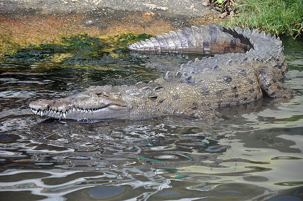 Black River Safari, St Elizabeth, Jamaica | RPT Tours Jamaica