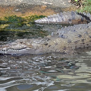 Black River Safari Jamaica
