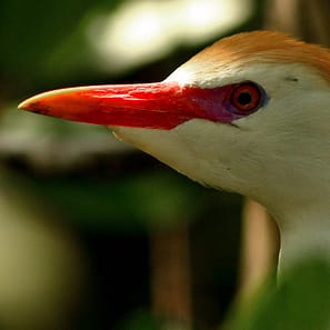 Black River Safari Jamaica