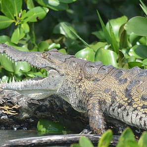 Black River Safari Jamaica