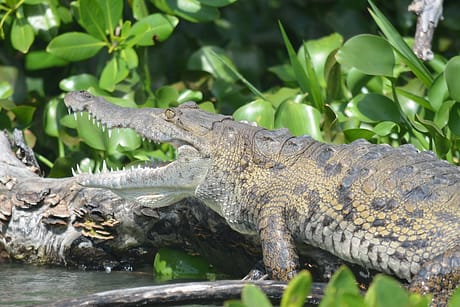 Black River Safari Jamaica